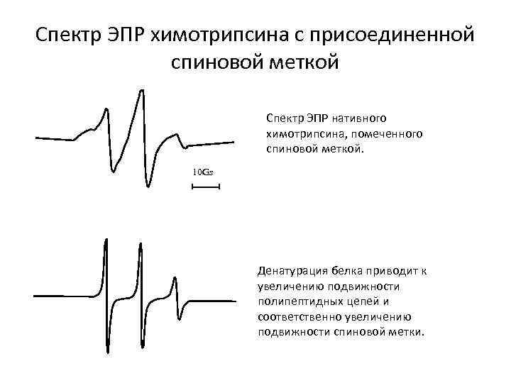 Спектр ЭПР химотрипсина с присоединенной спиновой меткой Спектр ЭПР нативного химотрипсина, помеченного спиновой меткой.