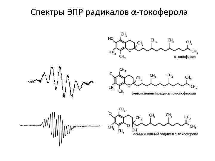 Спектры ЭПР радикалов α-токоферола 