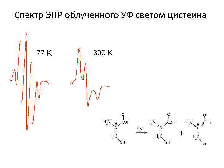 Спектр ЭПР облученного УФ светом цистеина 77 K 300 K hν 