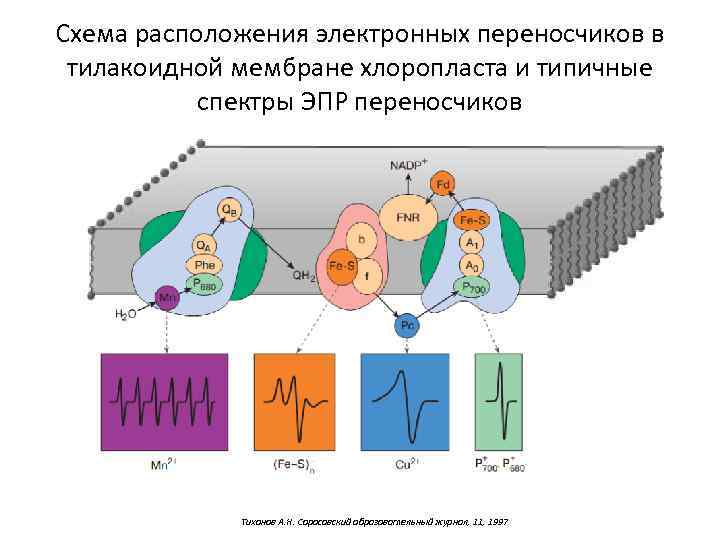 Схема расположения электронных переносчиков в тилакоидной мембране хлоропласта и типичные спектры ЭПР переносчиков Тихонов