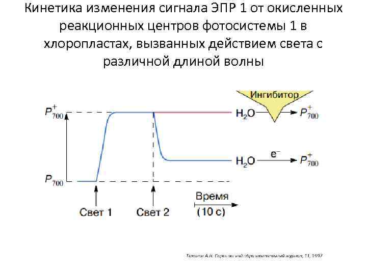 Кинетика изменения сигнала ЭПР 1 от окисленных реакционных центров фотосистемы 1 в хлоропластах, вызванных