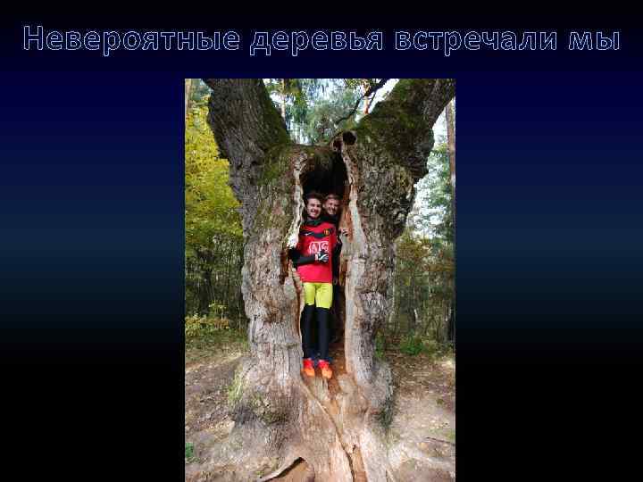 Невероятные деревья встречали мы 