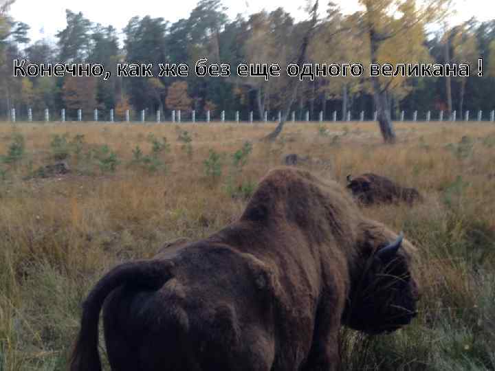 Конечно, как же без еще одного великана ! 