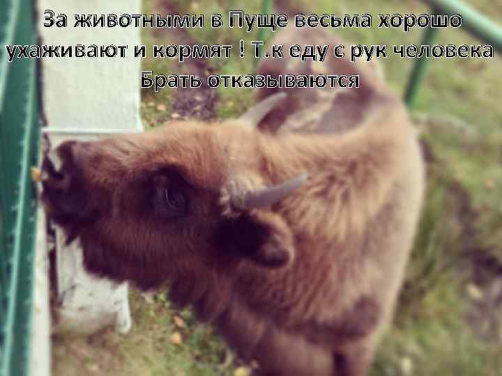 За животными в Пуще весьма хорошо ухаживают и кормят ! Т. к еду с