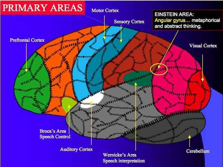 Cortical maps 