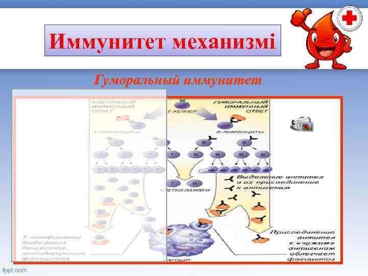 Иммунитет механизмі Гуморальный иммунитет 