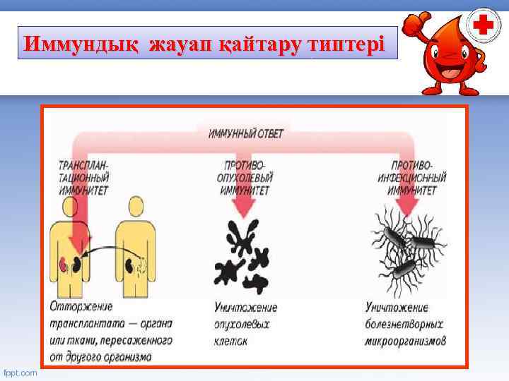 Иммундық жауап қайтару типтері 
