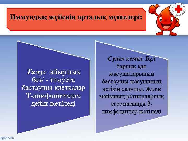 Иммундық жүйенің орталық мүшелері: Тимус /айыршық без/ - тимуста бастаушы клеткалар Т-лимфоциттерге дейін жетіледі