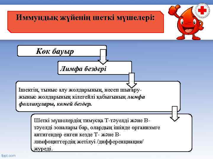 Иммундық жүйенің шеткі мүшелері: Көк бауыр Лимфа бездері Ішектің, тыныс алу жолдарының, несеп шығаружыныс