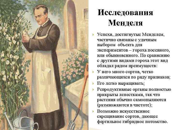 Исследования Менделя Успехи, достигнутые Менделем, частично связаны с удачным выбором объекта для экспериментов –