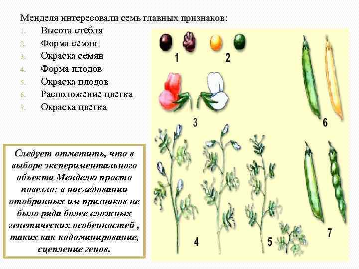 Менделя интересовали семь главных признаков: 1. Высота стебля 2. Форма семян 3. Окраска семян