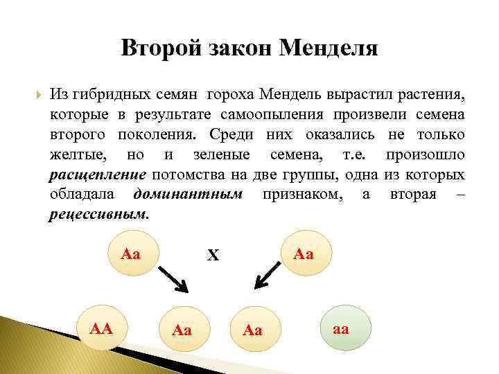 Второй закон Менделя Из гибридных семян гороха Мендель вырастил растения, которые в результате самоопыления