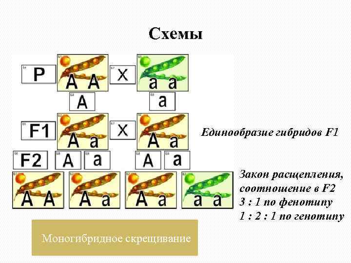 Схемы Единообразие гибридов F 1 Закон расщепления, соотношение в F 2 3 : 1