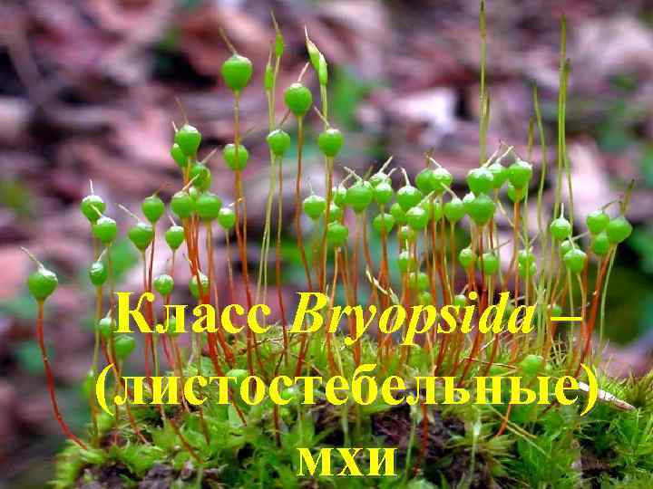 Класс Bryopsida – (листостебельные) мхи 