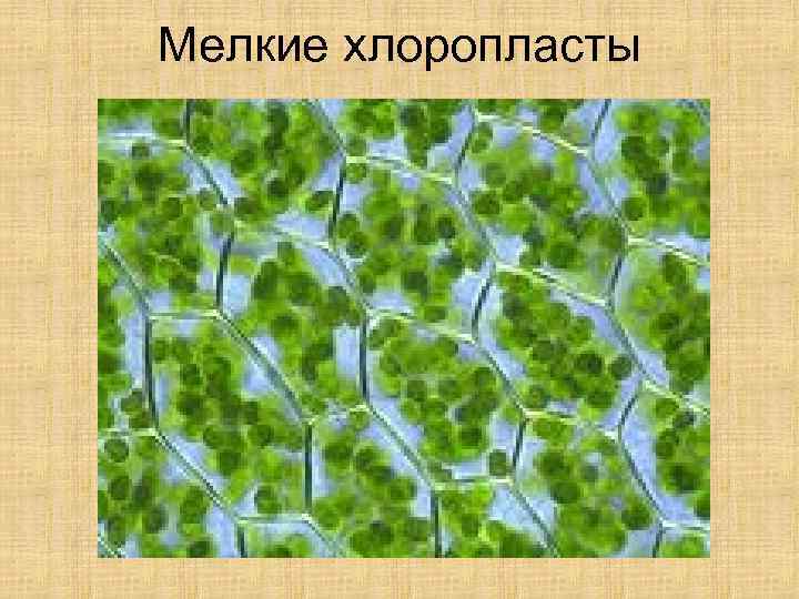 Мелкие хлоропласты 