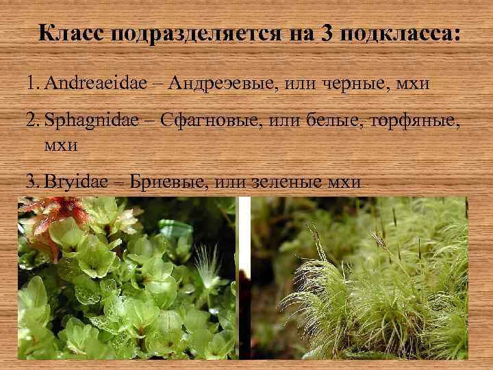 Класс подразделяется на 3 подкласса: 1. Andreaeidae – Андреэевые, или черные, мхи 2. Sphagnidae