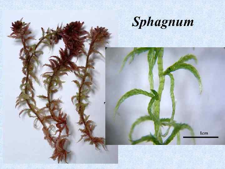 Sphagnum 