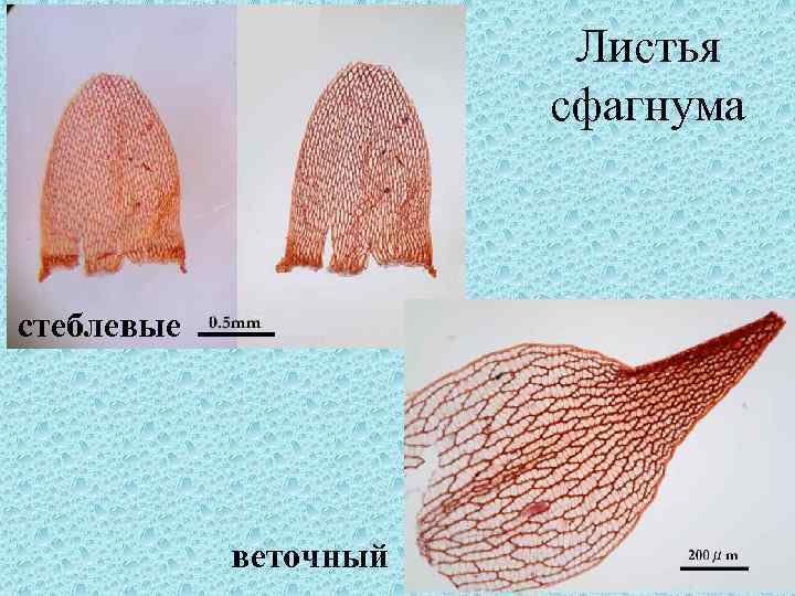 Листья сфагнума стеблевые веточный 