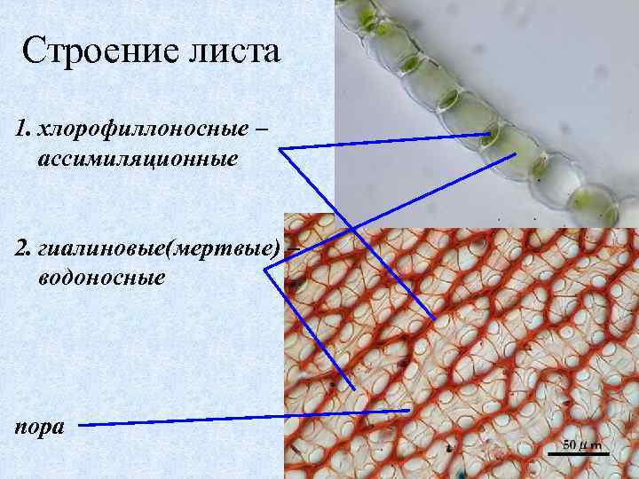 Строение листа 1. хлорофиллоносные – ассимиляционные 2. гиалиновые(мертвые) – водоносные пора 