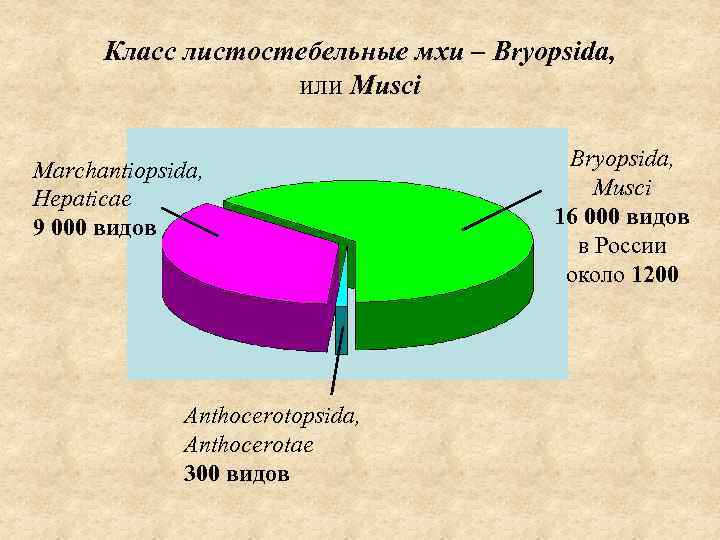 Класс листостебельные мхи – Bryopsida, или Musci Marchantiopsida, Hepaticae 9 000 видов Anthocerotopsida, Anthocerotae