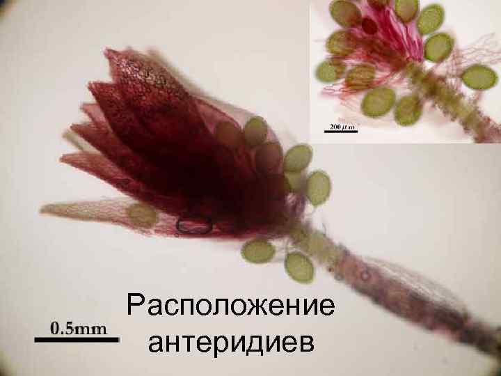 Расположение антеридиев 