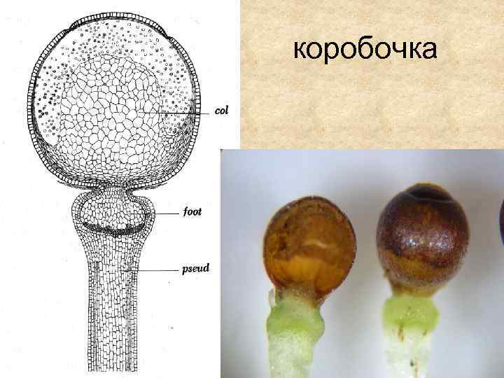 коробочка 