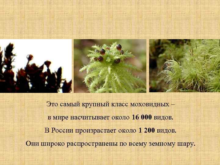 Это самый крупный класс моховидных – в мире насчитывает около 16 000 видов. В