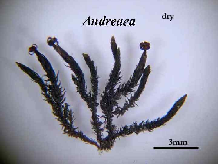 Andreaea 