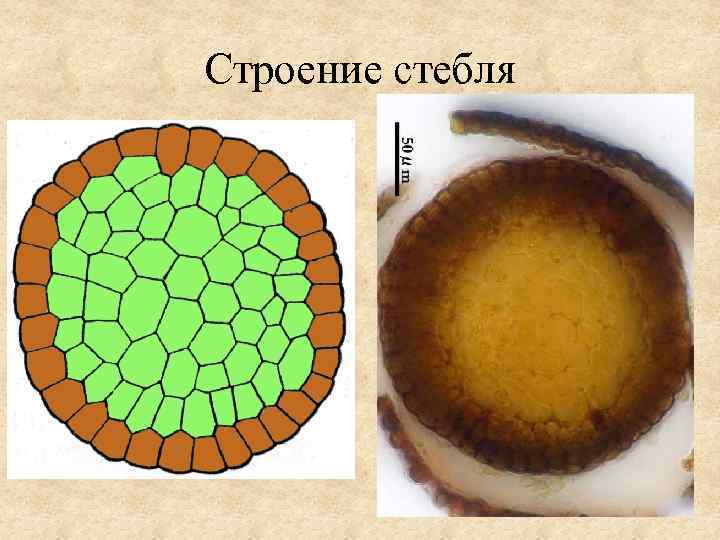 Строение стебля 