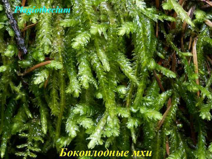 Plagiothecium Бокоплодные мхи 