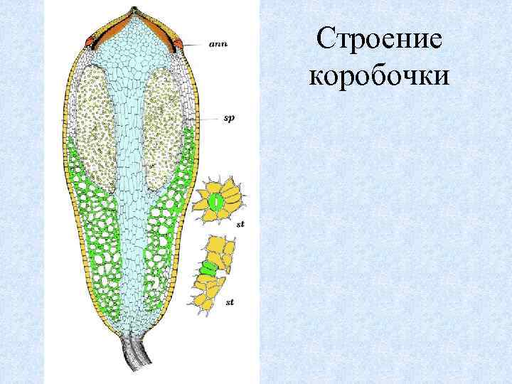 Строение коробочки 