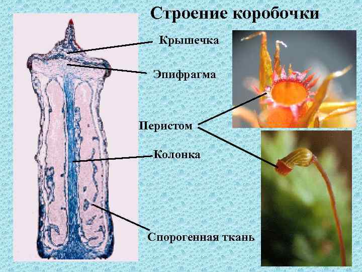 Строение коробочки Крышечка Эпифрагма Перистом Колонка Спорогенная ткань 