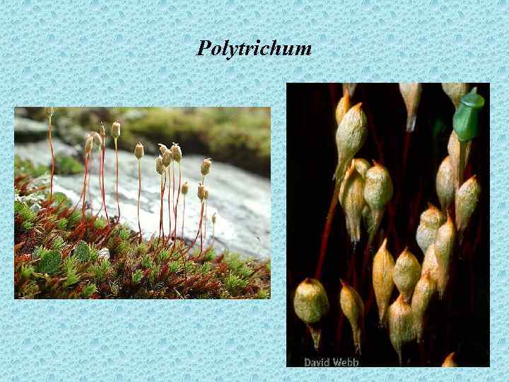 Polytrichum 