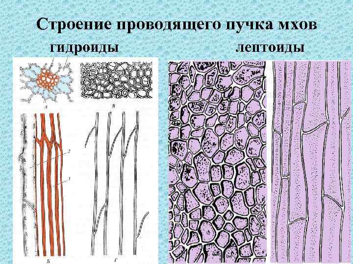 Строение проводящего пучка мхов гидроиды лептоиды 