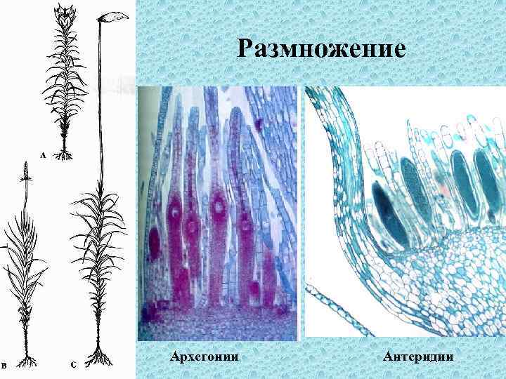 Размножение Архегонии Антеридии 