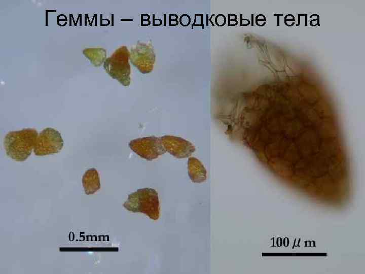 Геммы – выводковые тела 