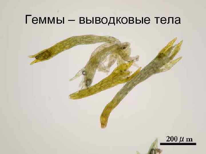 Геммы – выводковые тела 