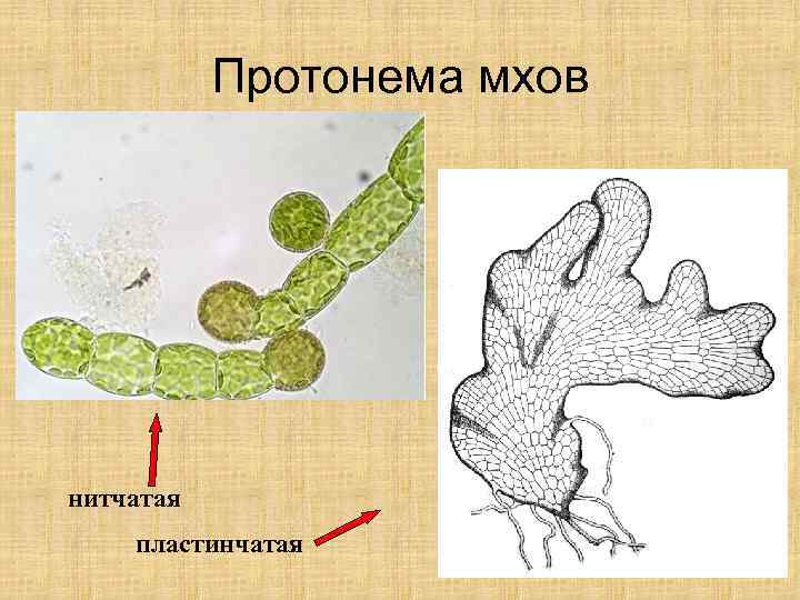 Протонема мхов нитчатая пластинчатая 