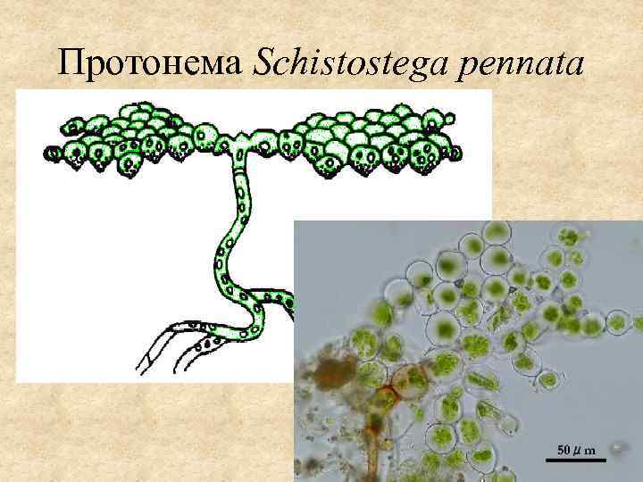 Протонема Schistostega pennata 