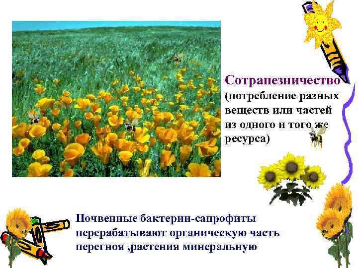 Сотрапезничество (потребление разных веществ или частей из одного и того же ресурса) Почвенные бактерии-сапрофиты