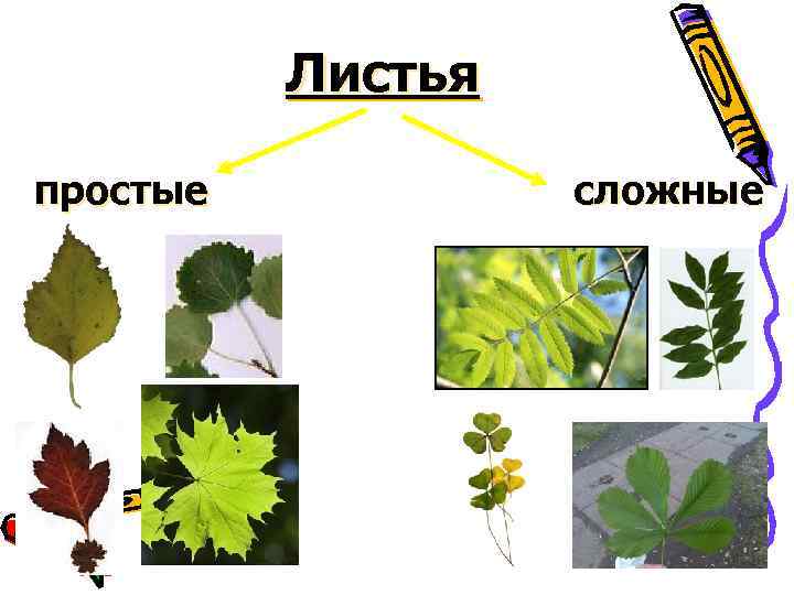 Простые листья это. Подорожник простой или сложный лист. Подорожник листья простые или. Какие листья у подорожника простые или сложные. Вороний глаз листья простые или сложные.