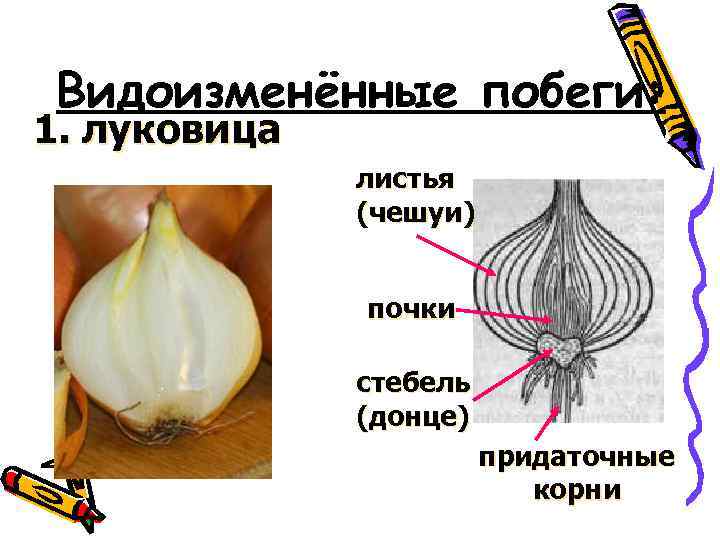 Видоизменённые побеги: 1. луковица листья (чешуи) почки стебель (донце) придаточные корни 