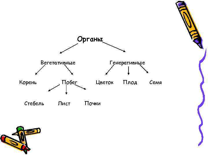 Органы Вегетативные Корень Стебель Побег Лист Генеративные Цветок Почки Плод Семя 