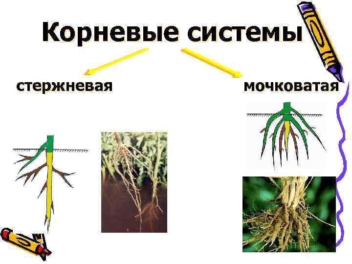 Корневые системы стержневая мочковатая 