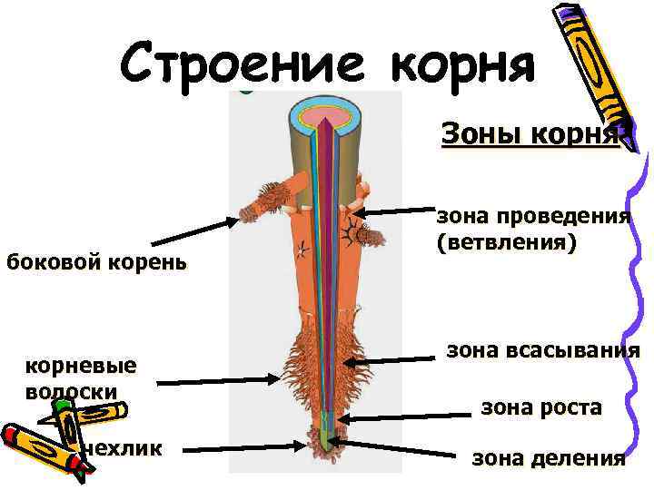 Строение корня рисунок биология 6 класс рисунок