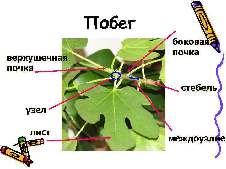 Побег верхушечная почка боковая почка стебель узел лист междоузлие 