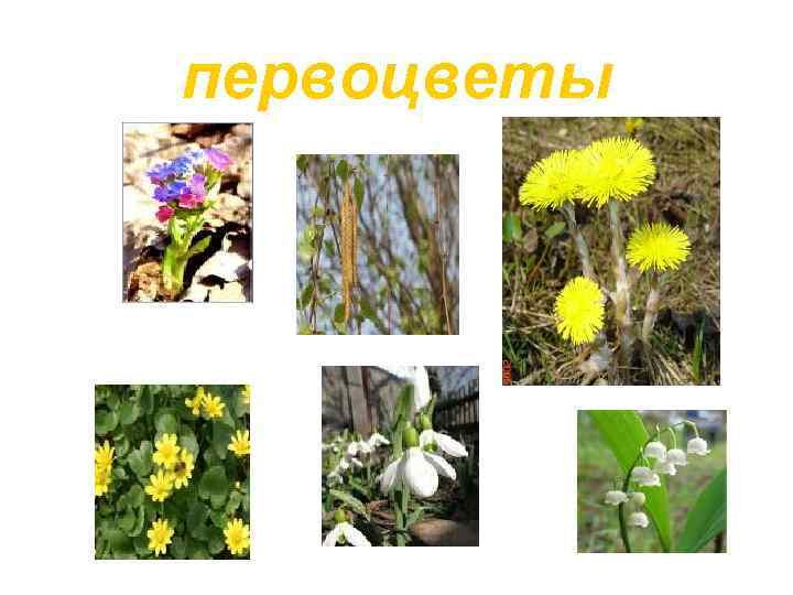первоцветы 