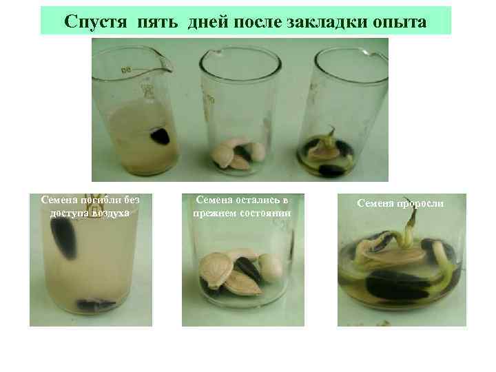 Спустя пять дней после закладки опыта Семена погибли без доступа воздуха Семена остались в