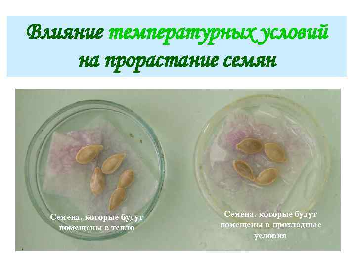 Влияние температурных условий на прорастание семян Семена, которые будут помещены в тепло Семена, которые