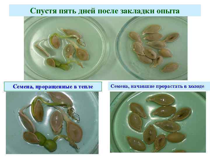 Спустя пять дней после закладки опыта Семена, проращенные в тепле Семена, начавшие прорастать в